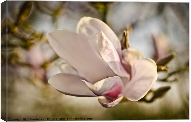 magnolia flower Canvas Print by Jo Beerens