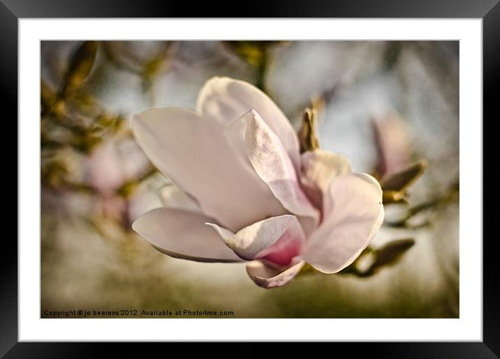 magnolia flower Framed Mounted Print by Jo Beerens