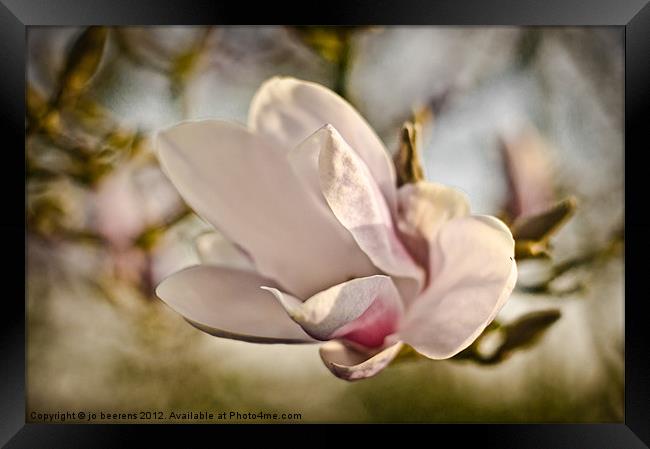 magnolia flower Framed Print by Jo Beerens