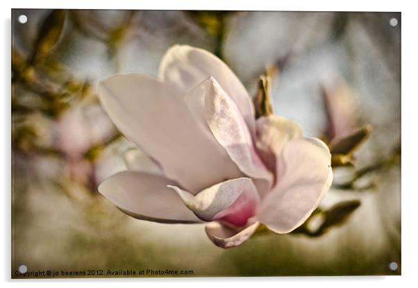 magnolia flower Acrylic by Jo Beerens