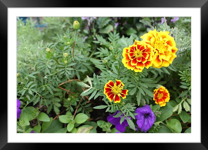 Plants and colorful flowers Framed Mounted Print by Albert Gallant