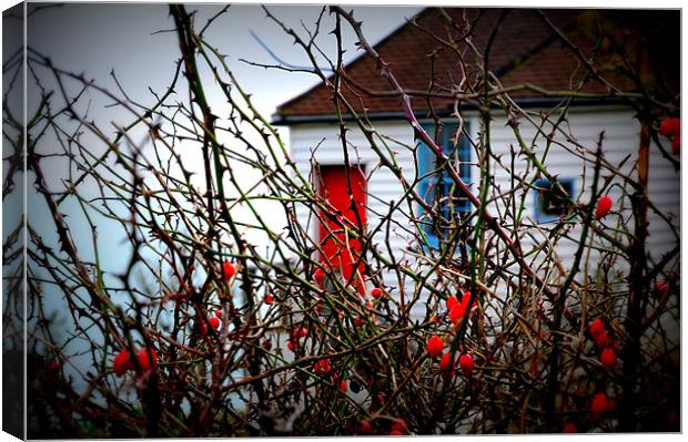 Coastguard Cottages and Rose Hips Canvas Print by Lucy Steele