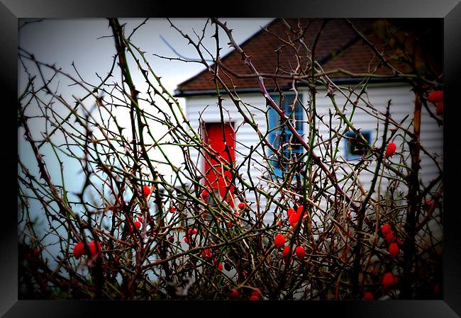 Coastguard Cottages and Rose Hips Framed Print by Lucy Steele