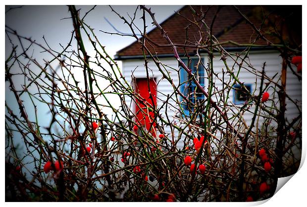 Coastguard Cottages and Rose Hips Print by Lucy Steele