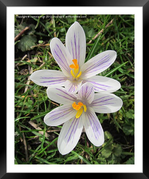 Crocus In Grass Framed Mounted Print by camera man