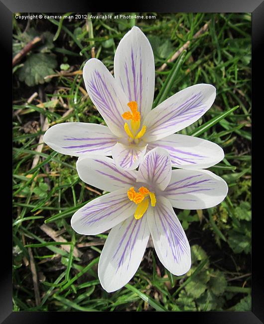 Crocus In Grass Framed Print by camera man