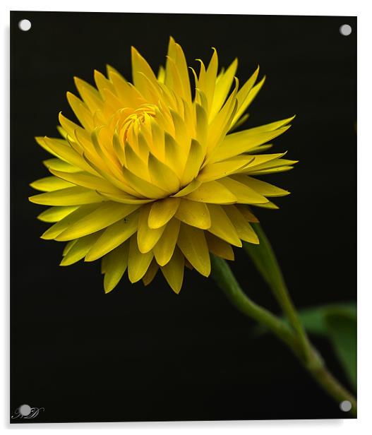 Yellow paper daisy Acrylic by Nataliya Dubrovskaya