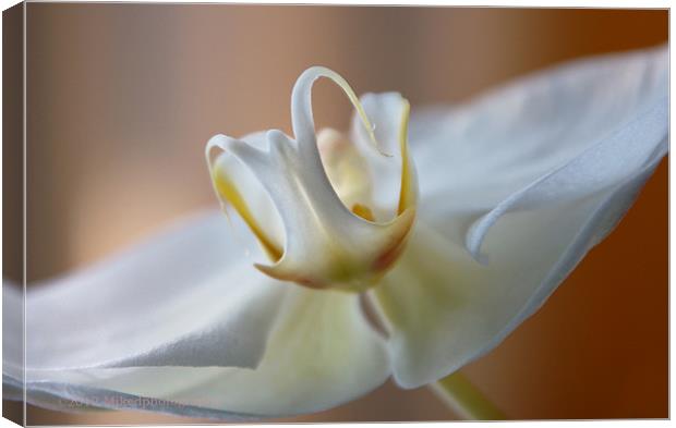 The moth orchid angel Canvas Print by mike Davies