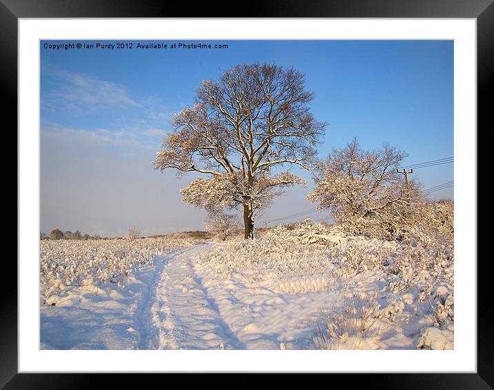 Snow tree Framed Mounted Print by Ian Purdy