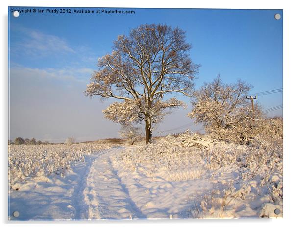 Snow tree Acrylic by Ian Purdy