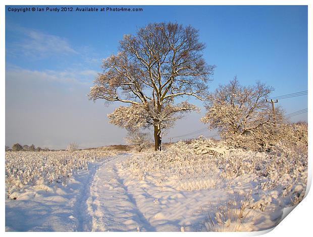 Snow tree Print by Ian Purdy
