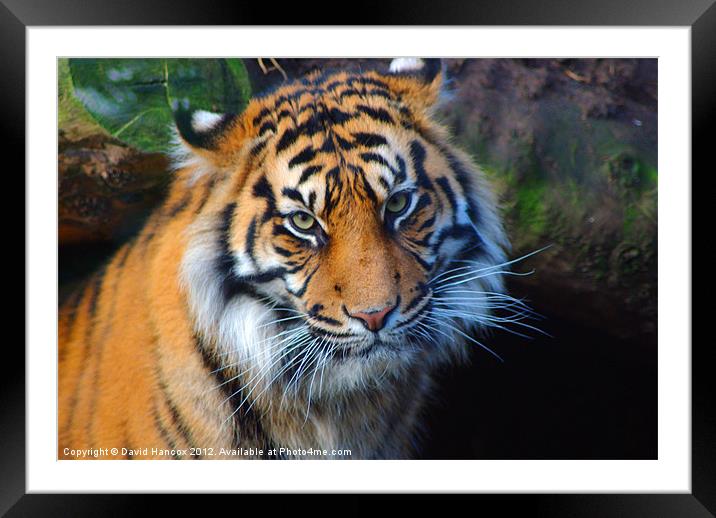 Eyes Of The Tger Framed Mounted Print by David Hancox