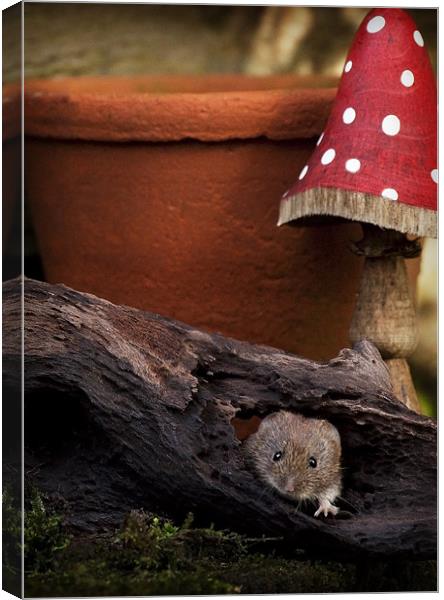 BANK VOLE #3 Canvas Print by Anthony R Dudley (LRPS)