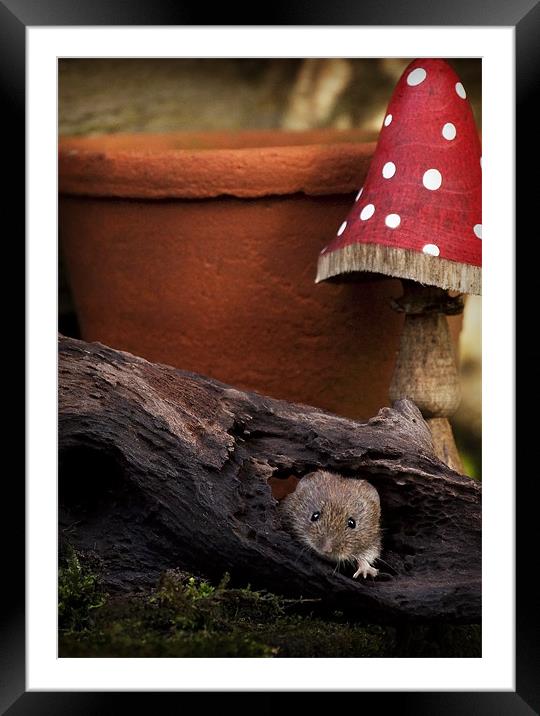 BANK VOLE #3 Framed Mounted Print by Anthony R Dudley (LRPS)