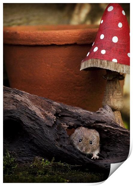 BANK VOLE #3 Print by Anthony R Dudley (LRPS)