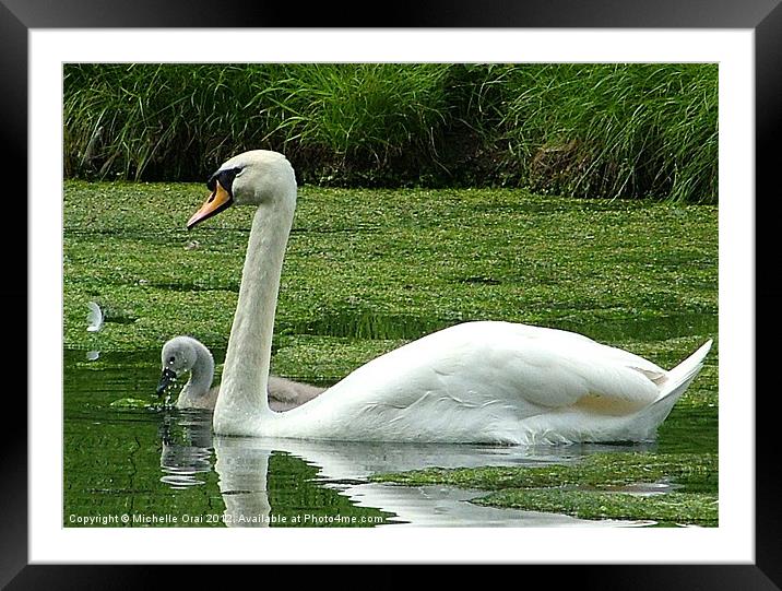 Swan and Signet Framed Mounted Print by Michelle Orai
