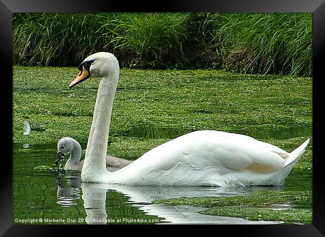 Swan and Signet Framed Print by Michelle Orai