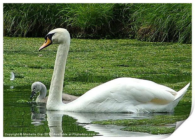 Swan and Signet Print by Michelle Orai