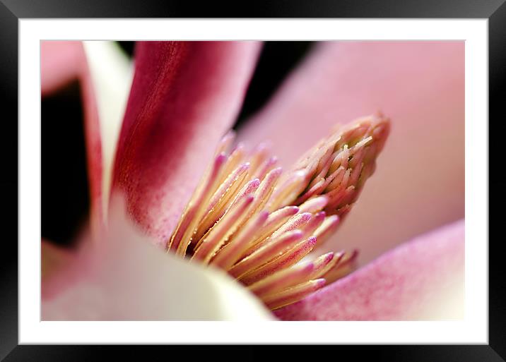Magnolia Framed Mounted Print by Mary Lane