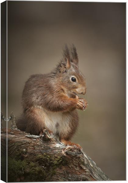 Got Nuts Canvas Print by Natures' Canvas: Wall Art  & Prints by Andy Astbury