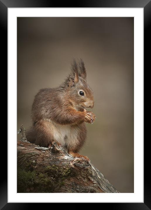 Got Nuts Framed Mounted Print by Natures' Canvas: Wall Art  & Prints by Andy Astbury