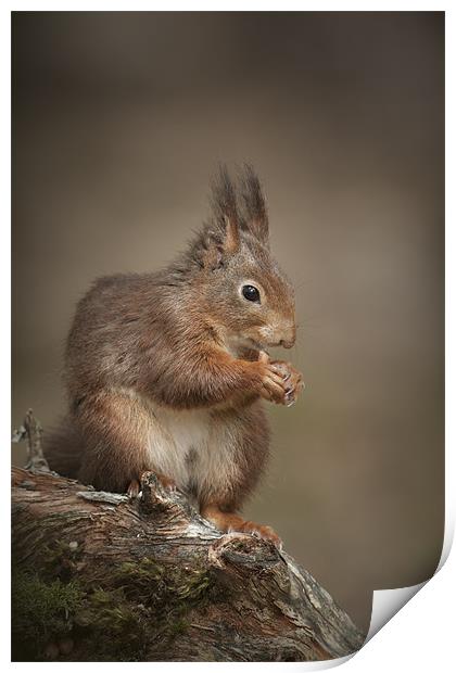 Got Nuts Print by Natures' Canvas: Wall Art  & Prints by Andy Astbury