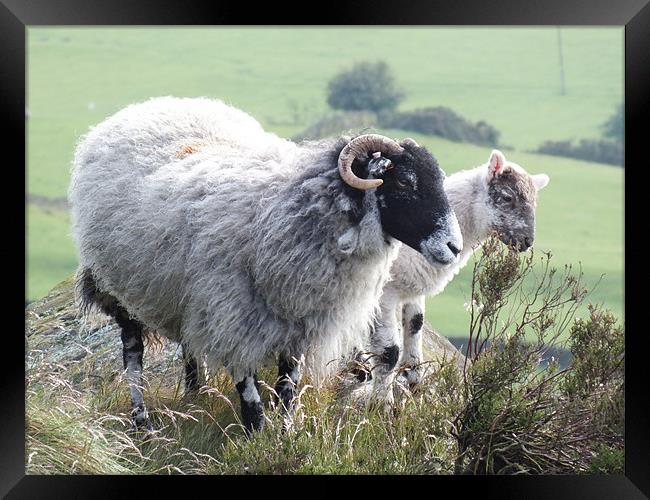 STANDING PROUD Framed Print by CLAIRE DAVEY