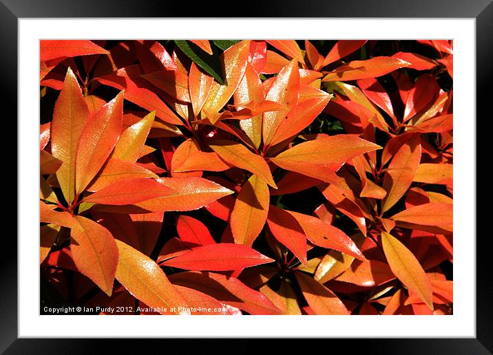 Spring leaves Framed Mounted Print by Ian Purdy