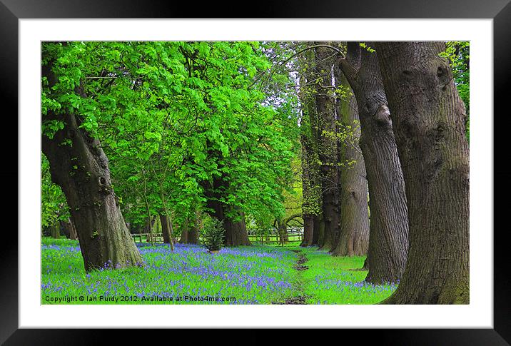 Bluebells in spring Framed Mounted Print by Ian Purdy