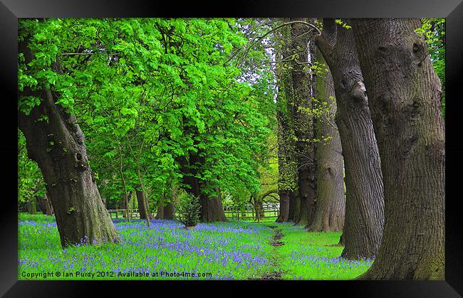 Bluebells in spring Framed Print by Ian Purdy