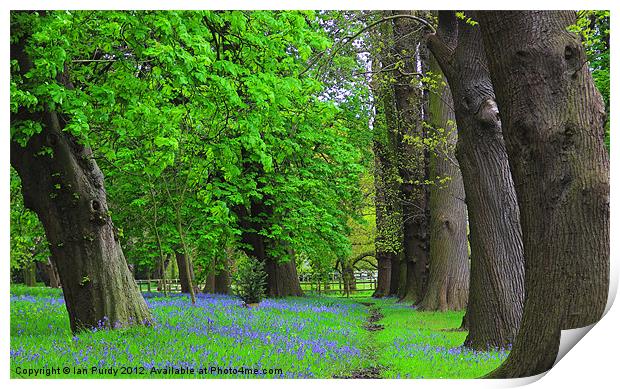 Bluebells in spring Print by Ian Purdy