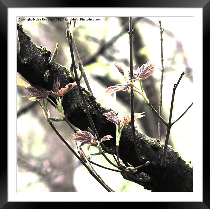 Branches In Bloom Framed Mounted Print by Loren Robbins