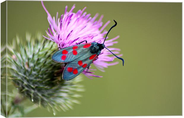 Six spotted Burnet Moth Canvas Print by Judy Andrews