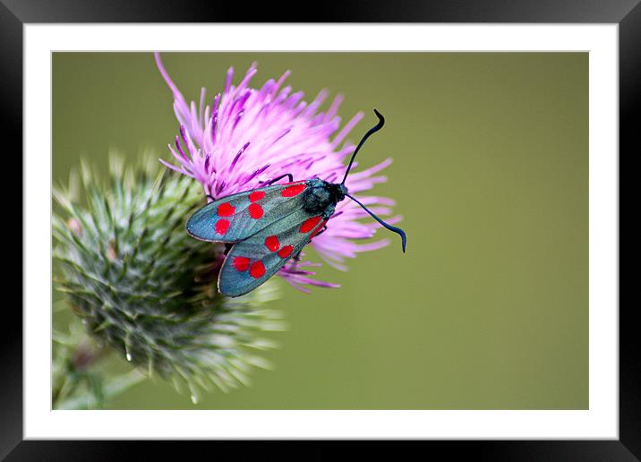 Six spotted Burnet Moth Framed Mounted Print by Judy Andrews