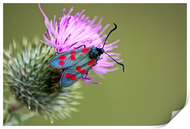 Six spotted Burnet Moth Print by Judy Andrews