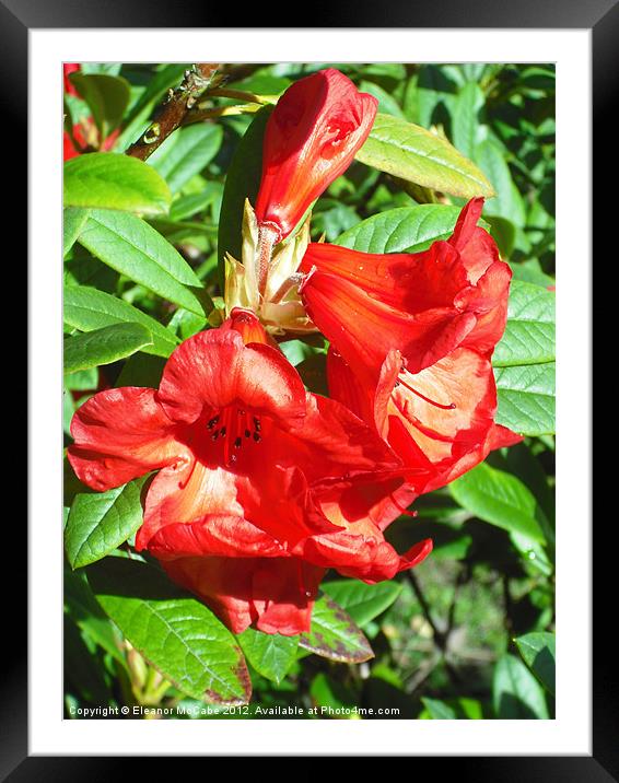 Red Bells! Framed Mounted Print by Eleanor McCabe