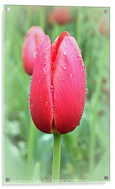 Tulip Acrylic by Hannah Morley