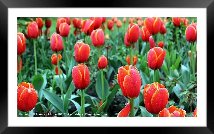 Tulips Framed Mounted Print by Hannah Morley