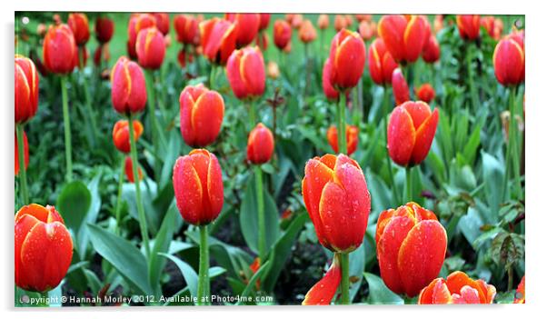 Tulips Acrylic by Hannah Morley