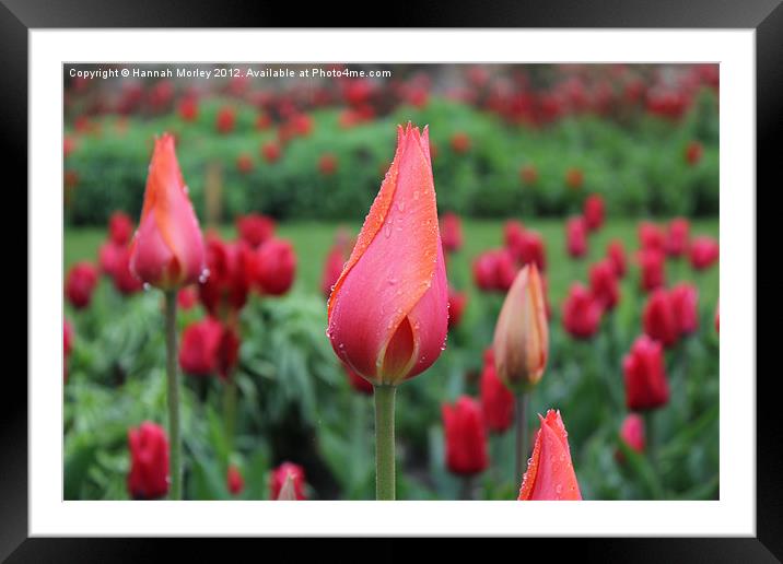 Pink Tulip Framed Mounted Print by Hannah Morley