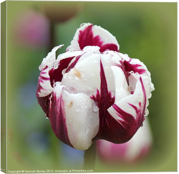 Magenta & White Tulip Canvas Print by Hannah Morley