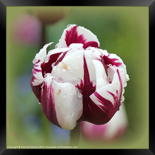 Magenta & White Tulip Framed Print by Hannah Morley