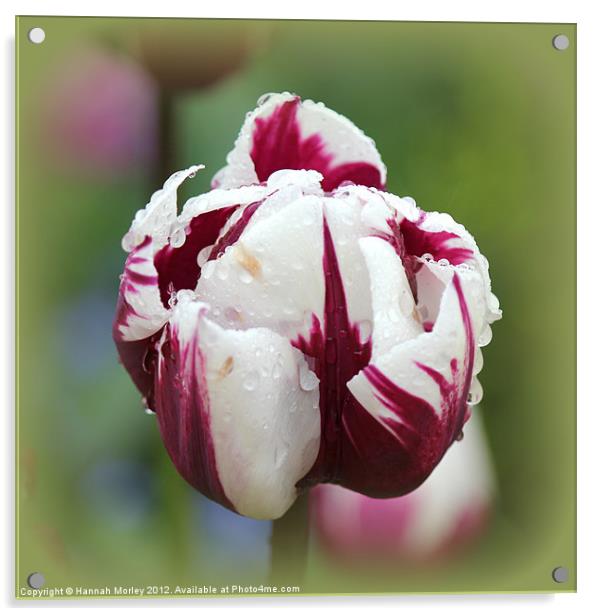 Magenta & White Tulip Acrylic by Hannah Morley