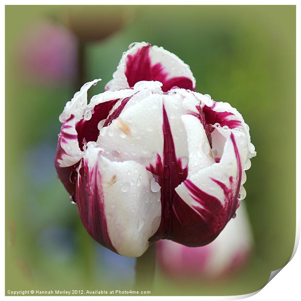 Magenta & White Tulip Print by Hannah Morley