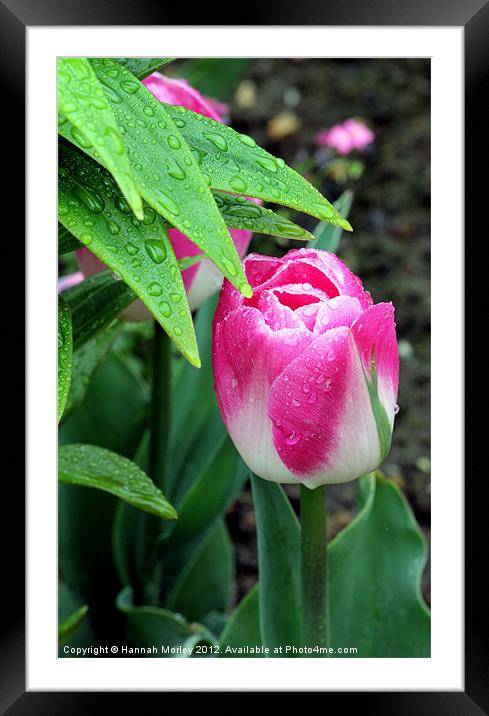 Raindrops on Tulips Framed Mounted Print by Hannah Morley
