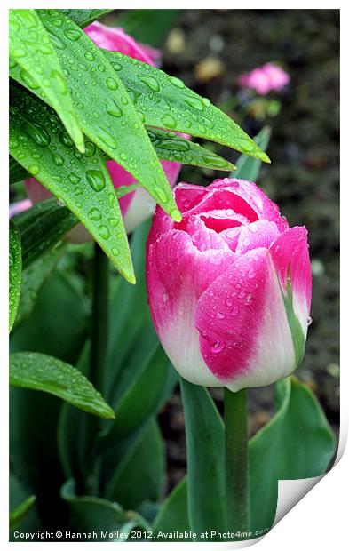 Raindrops on Tulips Print by Hannah Morley