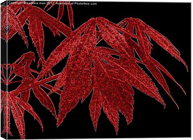 Red Acer Canvas Print by camera man