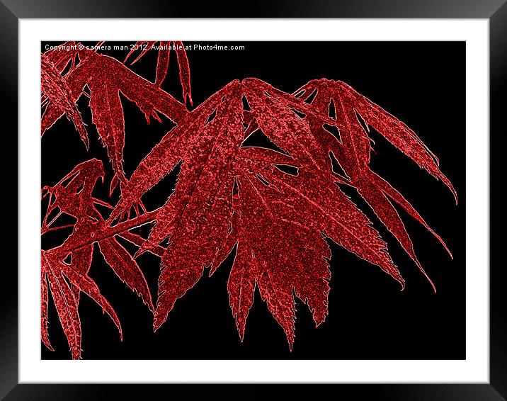 Red Acer Framed Mounted Print by camera man
