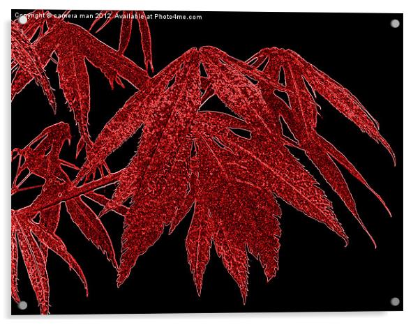 Red Acer Acrylic by camera man