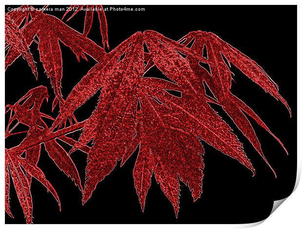 Red Acer Print by camera man